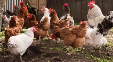 سعر الفراخ البلدي يلامس 150 جنيها في الأسواق خلال تعاملات يوم السبت